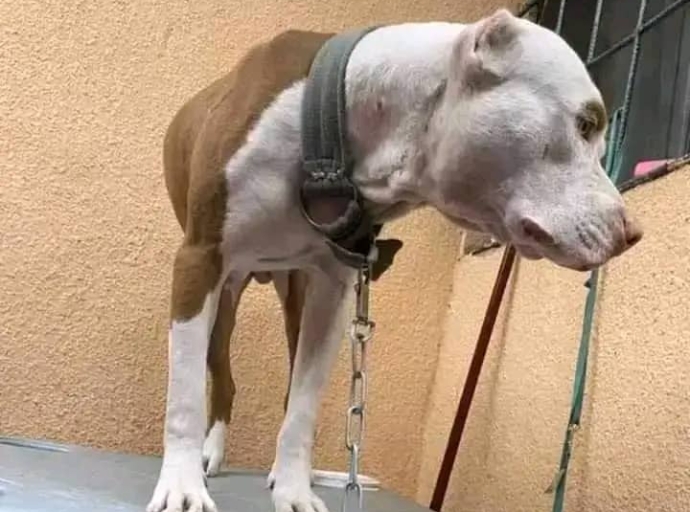 Le chien meurtrier