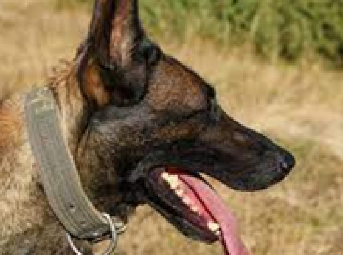 Pour préserver les chiens, chats et autres espèces d’animaux de compagnie, Assemblée nationale : 10 à 20 ans de prison proposés à l’encontre des consommateurs de cette viande