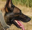 Pour préserver les chiens, chats et autres espèces d’animaux de compagnie, Assemblée nationale : 10 à 20 ans de prison proposés à l’encontre des consommateurs de cette viande