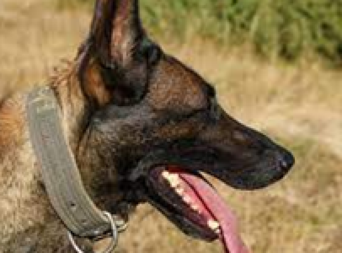 Pour préserver les chiens, chats et autres espèces d’animaux de compagnie, Assemblée nationale : 10 à 20 ans de prison proposés à l’encontre des consommateurs de cette viande