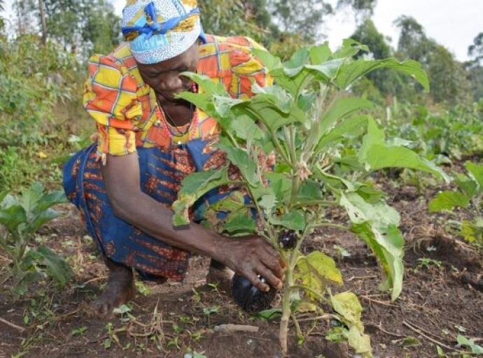 Insécurité alimentaire en Ituri : coup d’œil sur l’intervention de la Caritas Développement Bunia