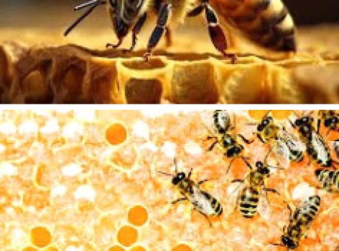 Parlons-en : Des abeilles et leur miel