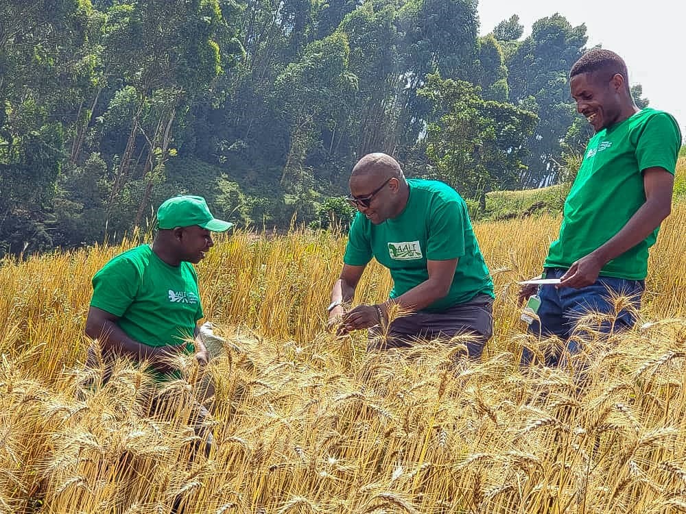Lubero : la brigade des jeunes d’AALI propulse la renaissance du blé grâce au consortium AALI–IITA–Fondation Virunga
