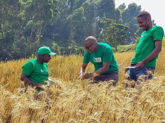 Lubero : la brigade des jeunes d’AALI propulse la renaissance du blé grâce au consortium AALI–IITA–Fondation Virunga